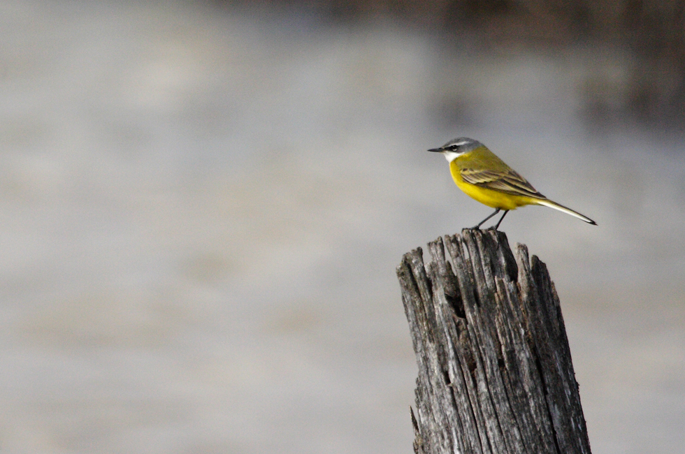 Imagen 11 de la galería de Lavandera boyera - Western Yellow Wagtail